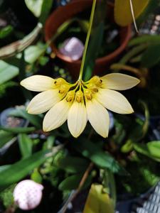 Bulbophyllum lepidum