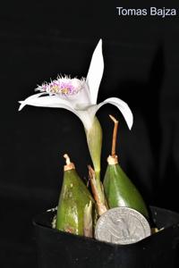 Pleione humilis