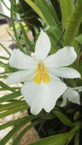 Miltoniopsis roezlii