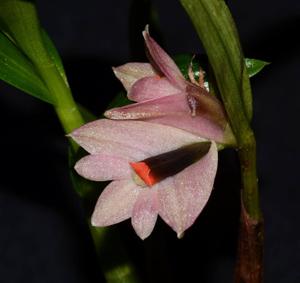 Dendrobium vexillarius