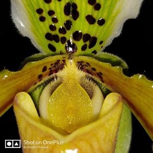 Paphiopedilum exul