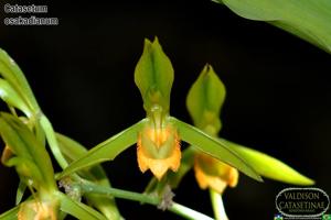 Catasetum osakadianum