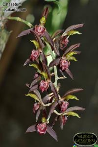 Catasetum osakadianum