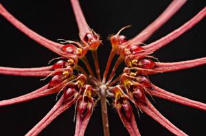 Bulbophyllum gracillimum