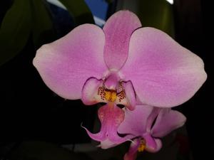 Phalaenopsis schilleriana