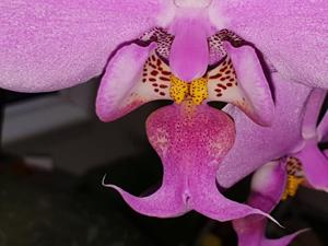 Phalaenopsis schilleriana