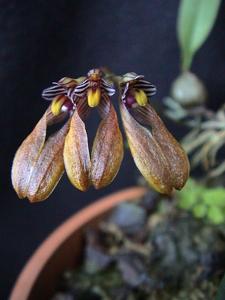 Bulbophyllum lepidum