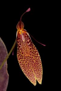 Restrepia guttulata