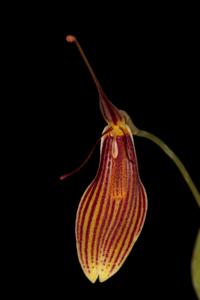 Restrepia brachypus