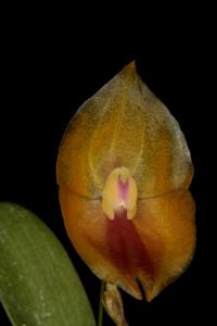 Lepanthes escobariana