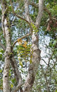 Trichoglottis fasciata