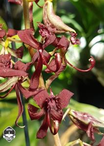 Cycnoches egertonianum