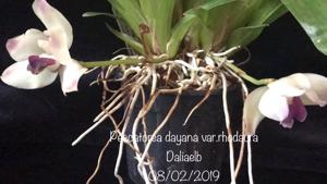 Pescatoria dayana var. rhodacra