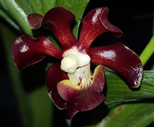 Vanda merrillii