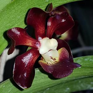 Vanda merrillii