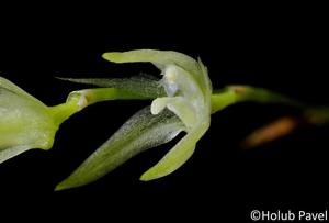 Anathallis montipelladensis