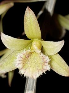 Dendrobium macrostachyum