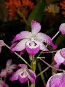 Dendrobium linawianum