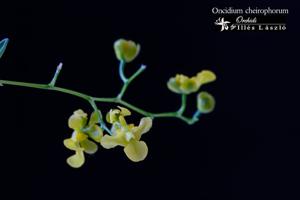 Oncidium cheirophorum