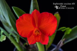 Cattleya coccinea