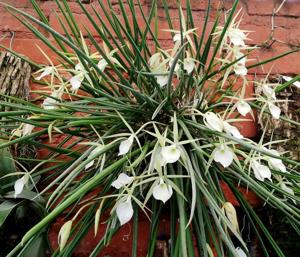 Brassavola tuberculata