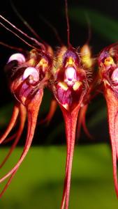 Bulbophyllum gracillimum