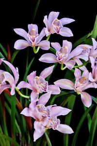 Cymbidium insigne