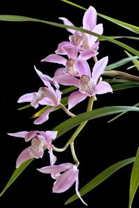 Cymbidium insigne