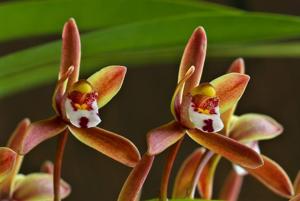 Cymbidium floribundum