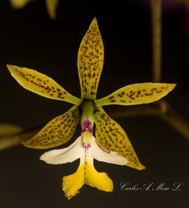 Epidendrum stamfordianum