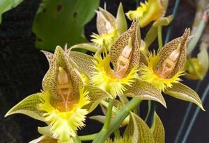 Catasetum fimbriatum