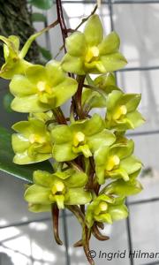 Dendrobium dianiae
