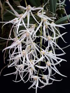 Dendrobium linguiforme