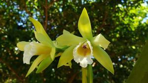 Cattleya xanthina