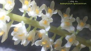 Bulbophyllum gibbosum