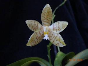 Phalaenopsis pallens