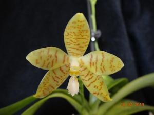 Phalaenopsis pallens