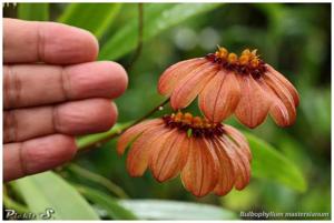 Bulbophyllum mastersianum