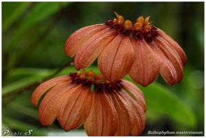 Bulbophyllum mastersianum