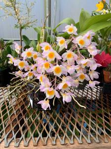 Dendrobium palpebrae