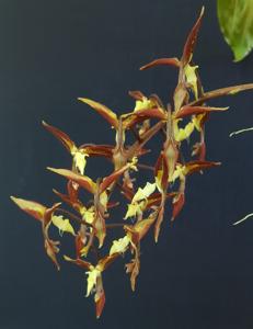 Gongora quinquenervis