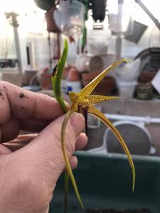 Bulbophyllum novaciae