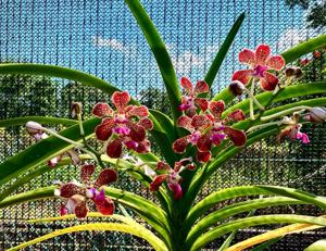 Vanda tricolor var. tricolor