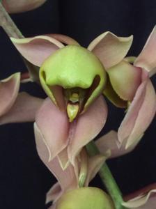 Catasetum albovirens