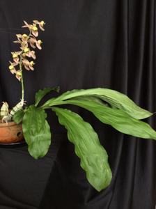 Catasetum albovirens