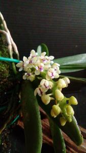 Tuberolabium kotoense