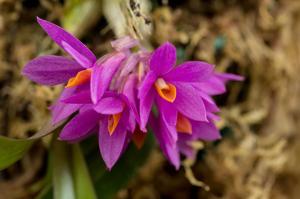 Dendrobium laevifolium