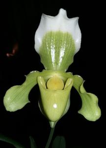 Paphiopedilum insigne