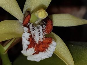 Coelogyne lentiginosa