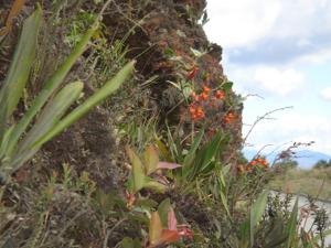 Cyrtochilum retusum